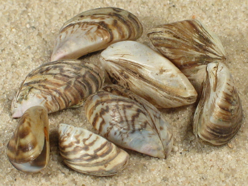 La moule zébrée