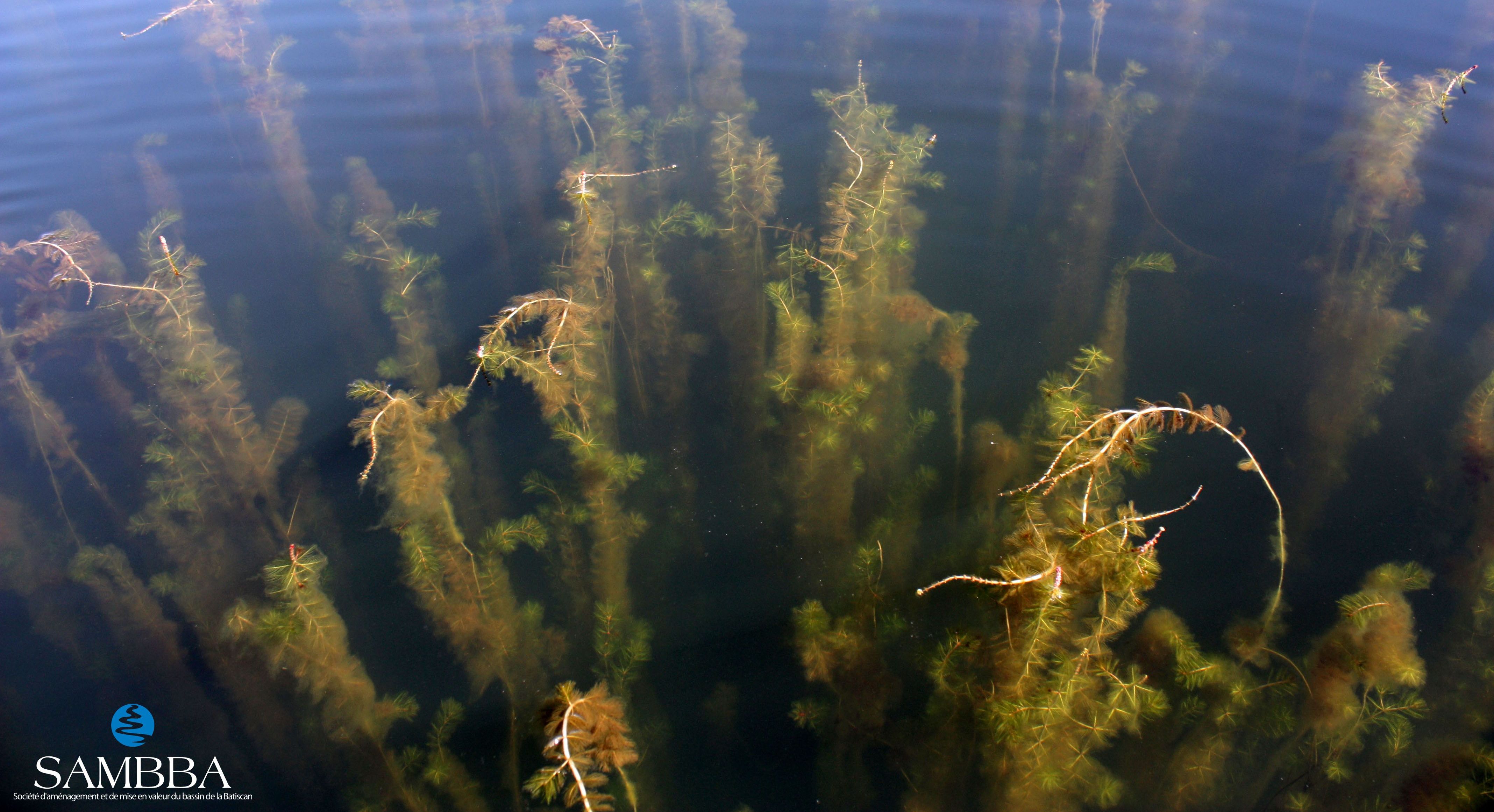 Le myriophylle à épis